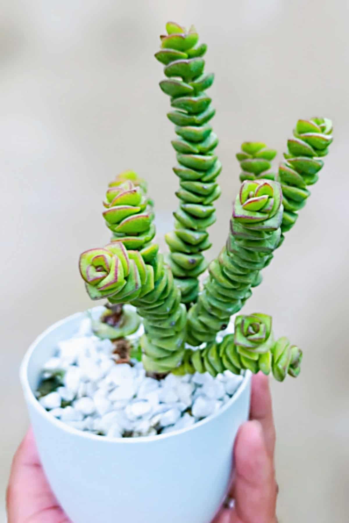 Jade Necklace Vine (Crassula marnieriana, Curling Stems)