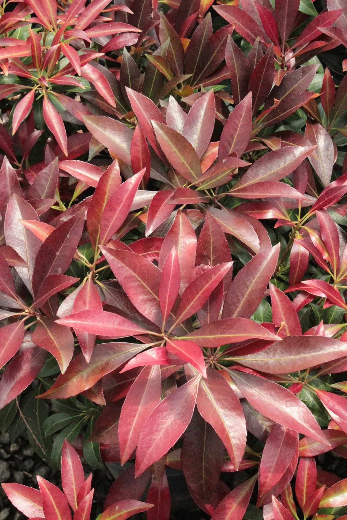 Japanese Pieris (Pieris japonica)
