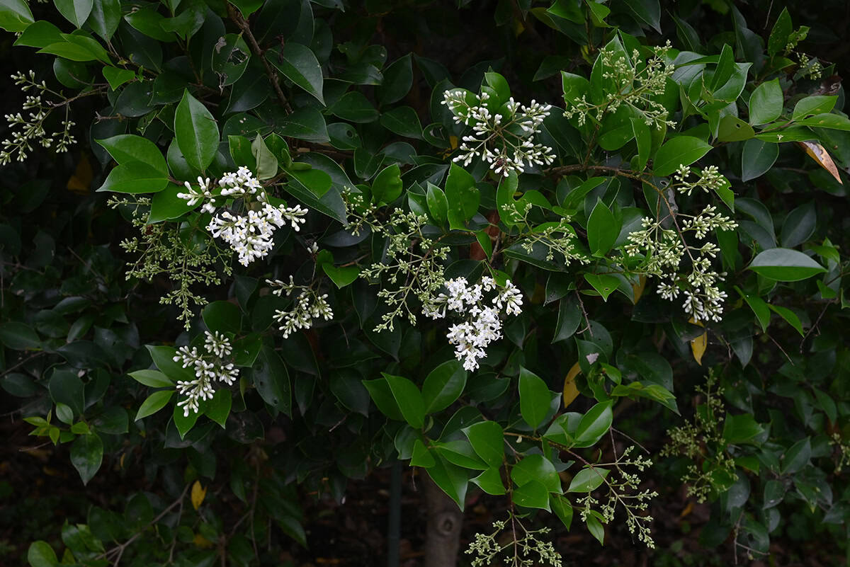 Japanese Privet (Ligustrum japonicum)