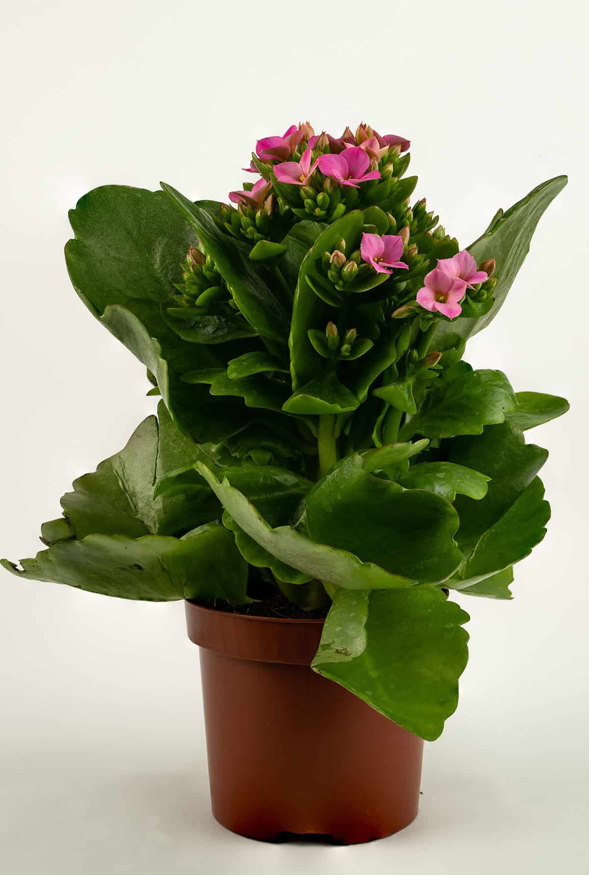 Kalanchoe blossfeldiana