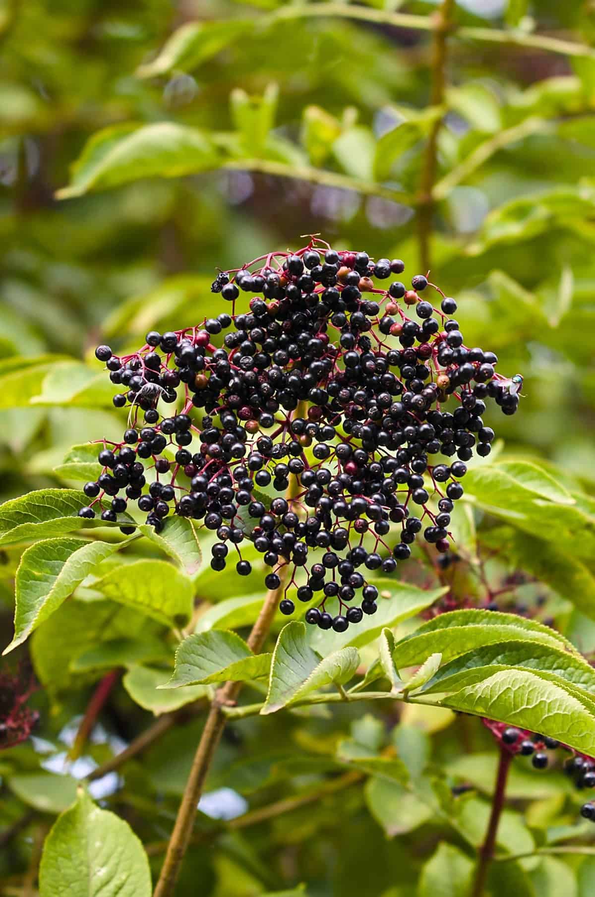 Kent elderberry