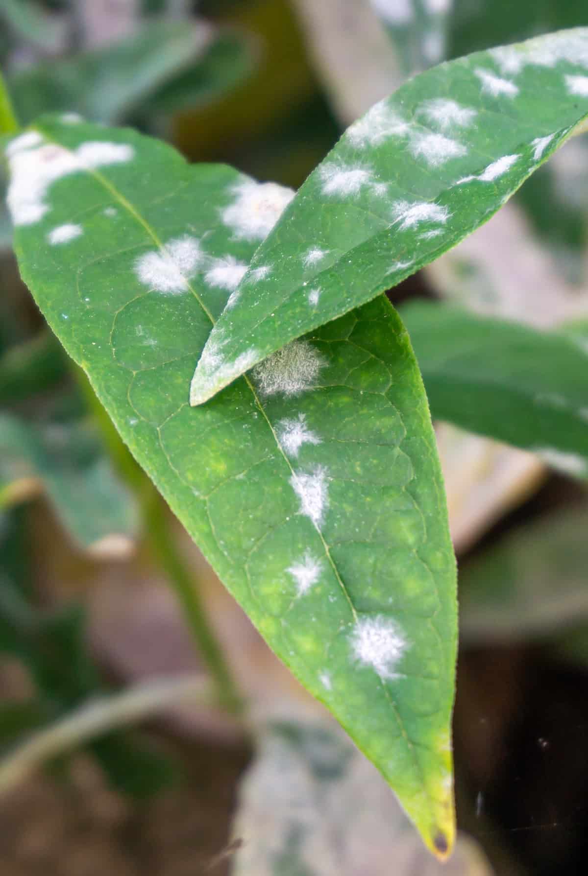 Kill Fungus on Plants