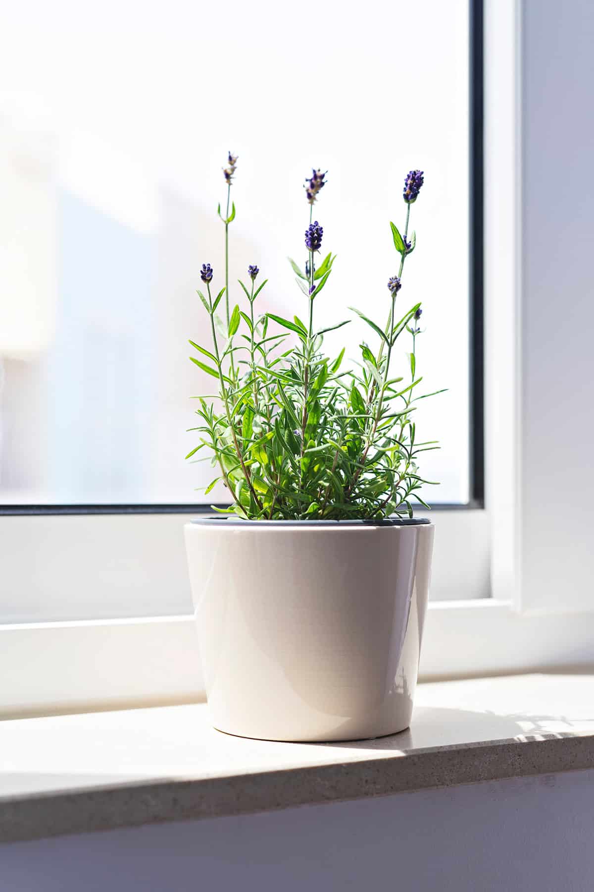 Lavender