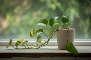 Leggy Pothos Causes & What to Do
