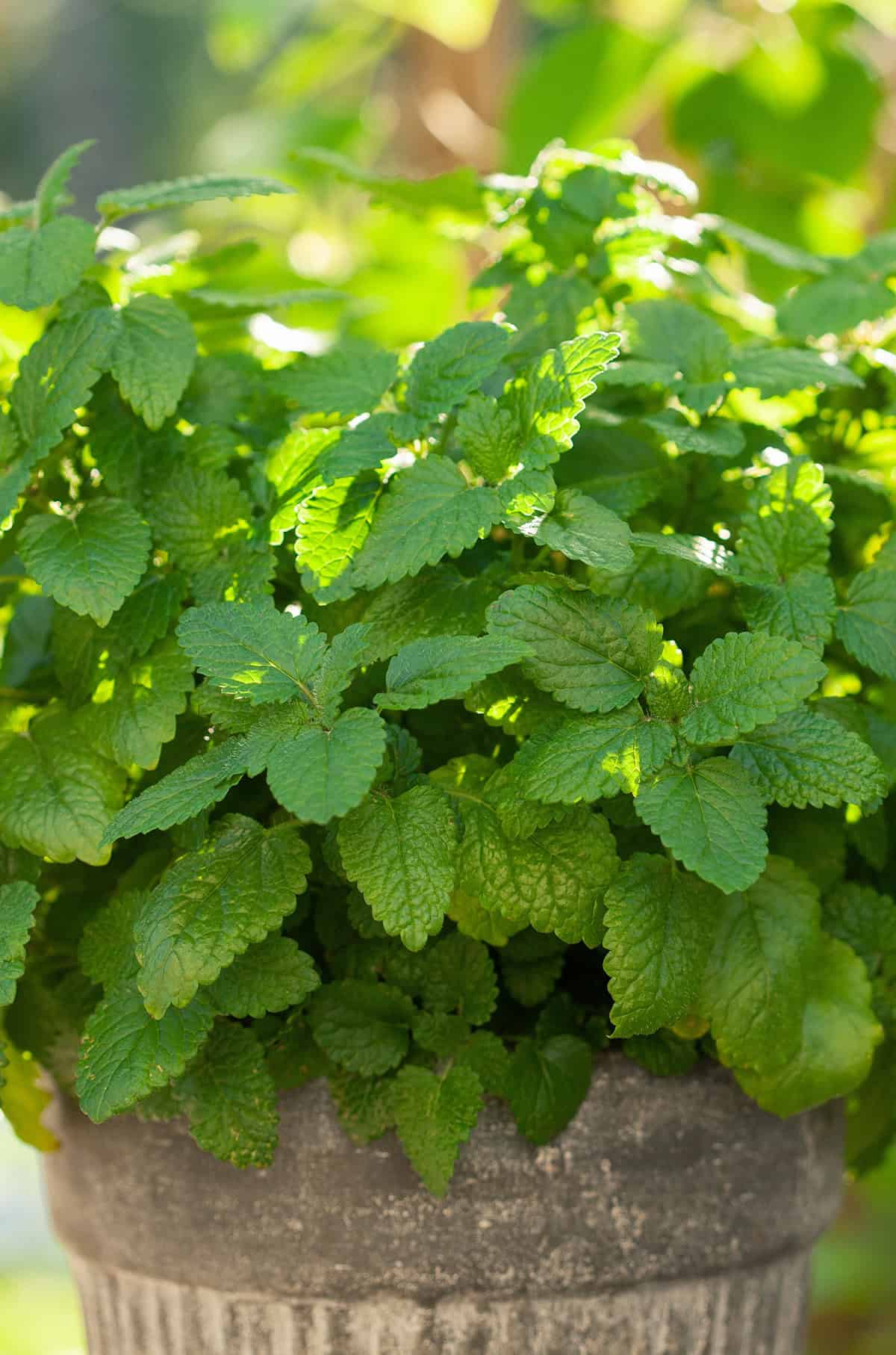 Lemon Balm
