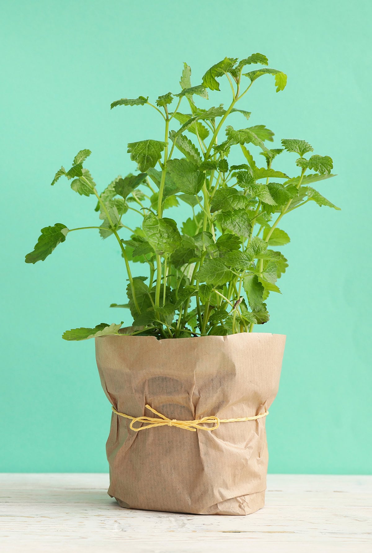 Lemon Balm