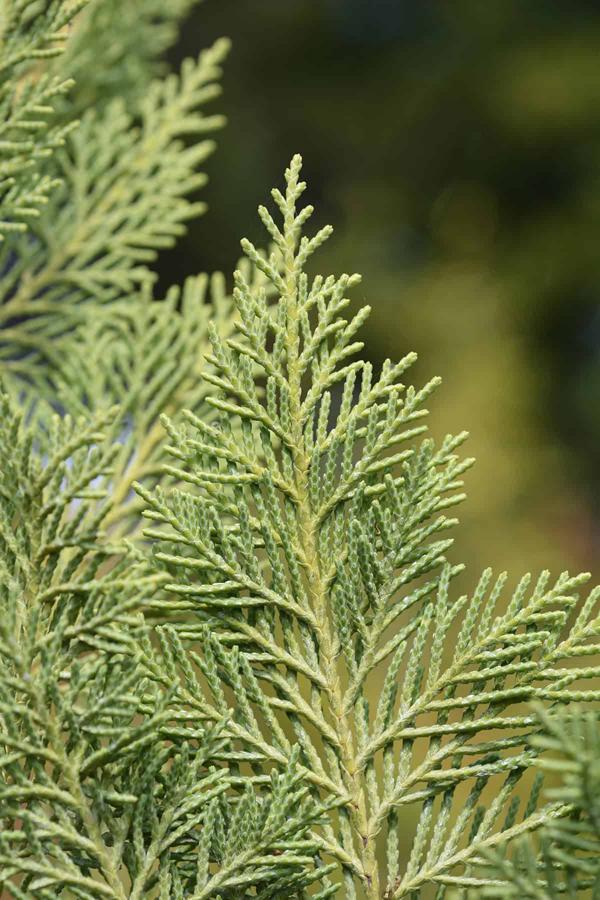 Leyland Cypress (× Cuprocyparis leylandii)