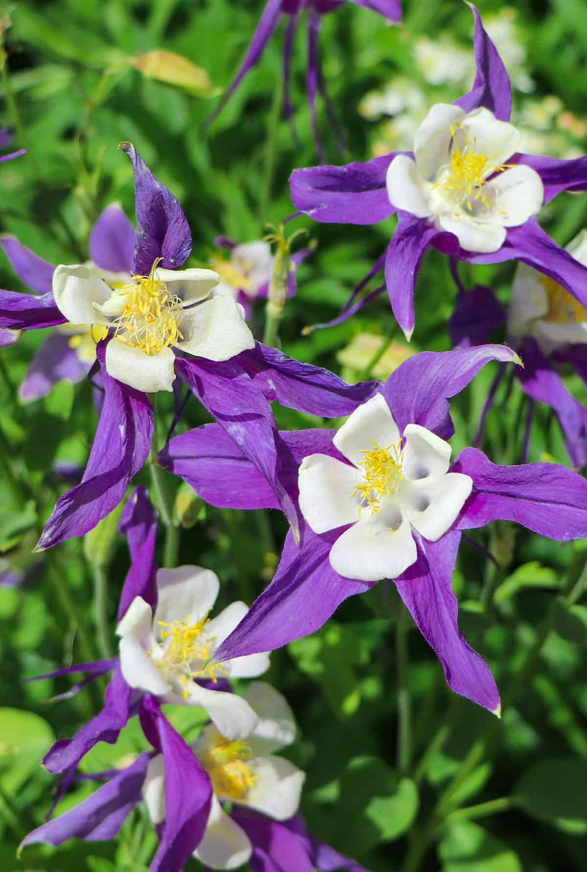 Light Columbine Flowers