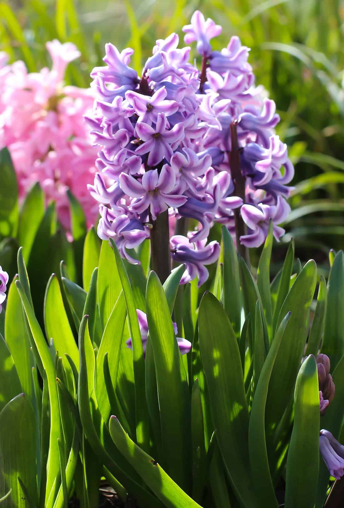 Light Hyacinth