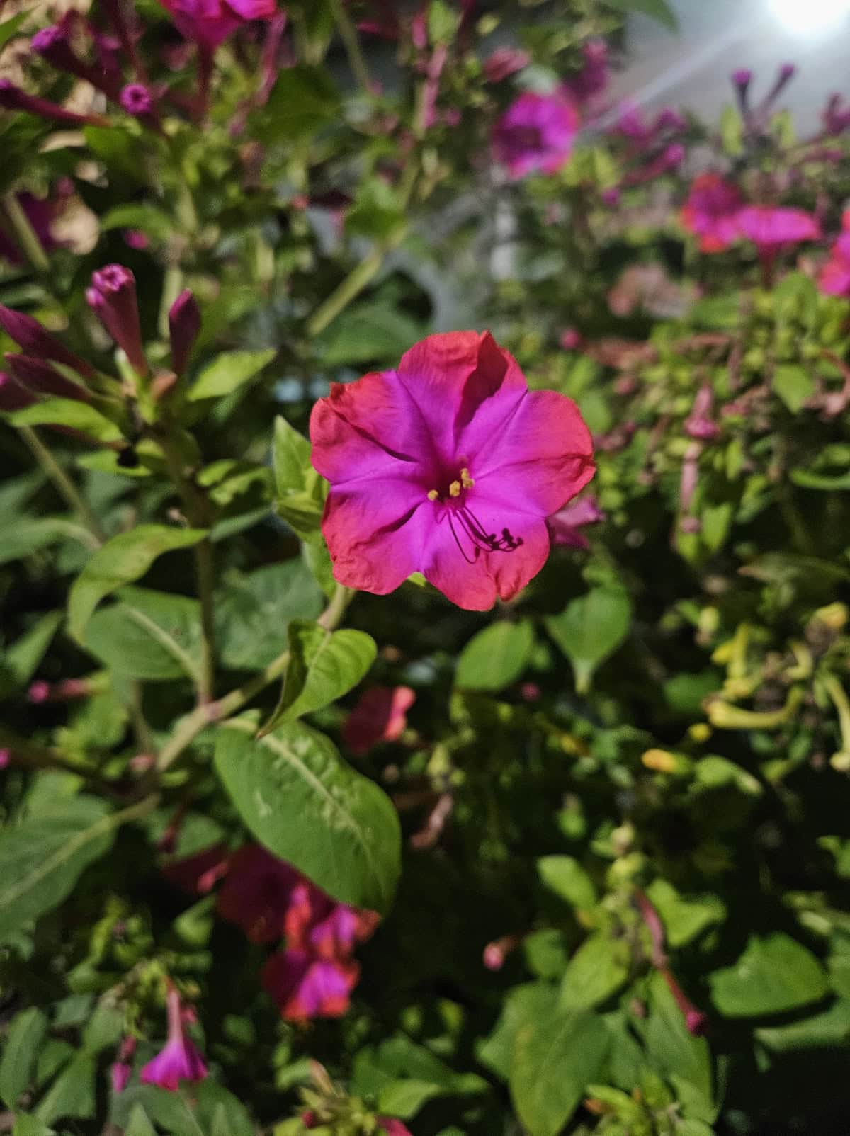 Light OClock Flowers