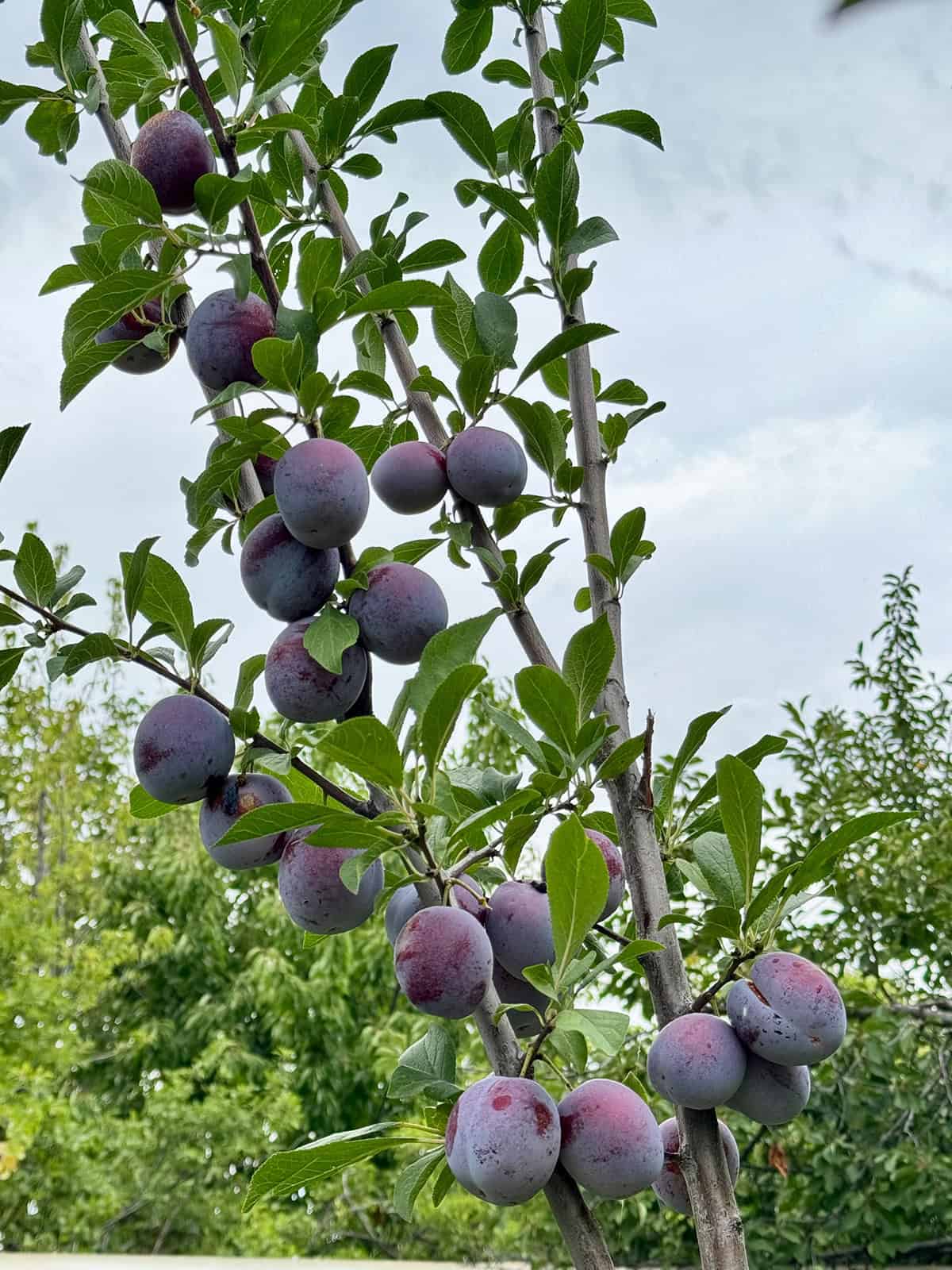 Light Plum Trees