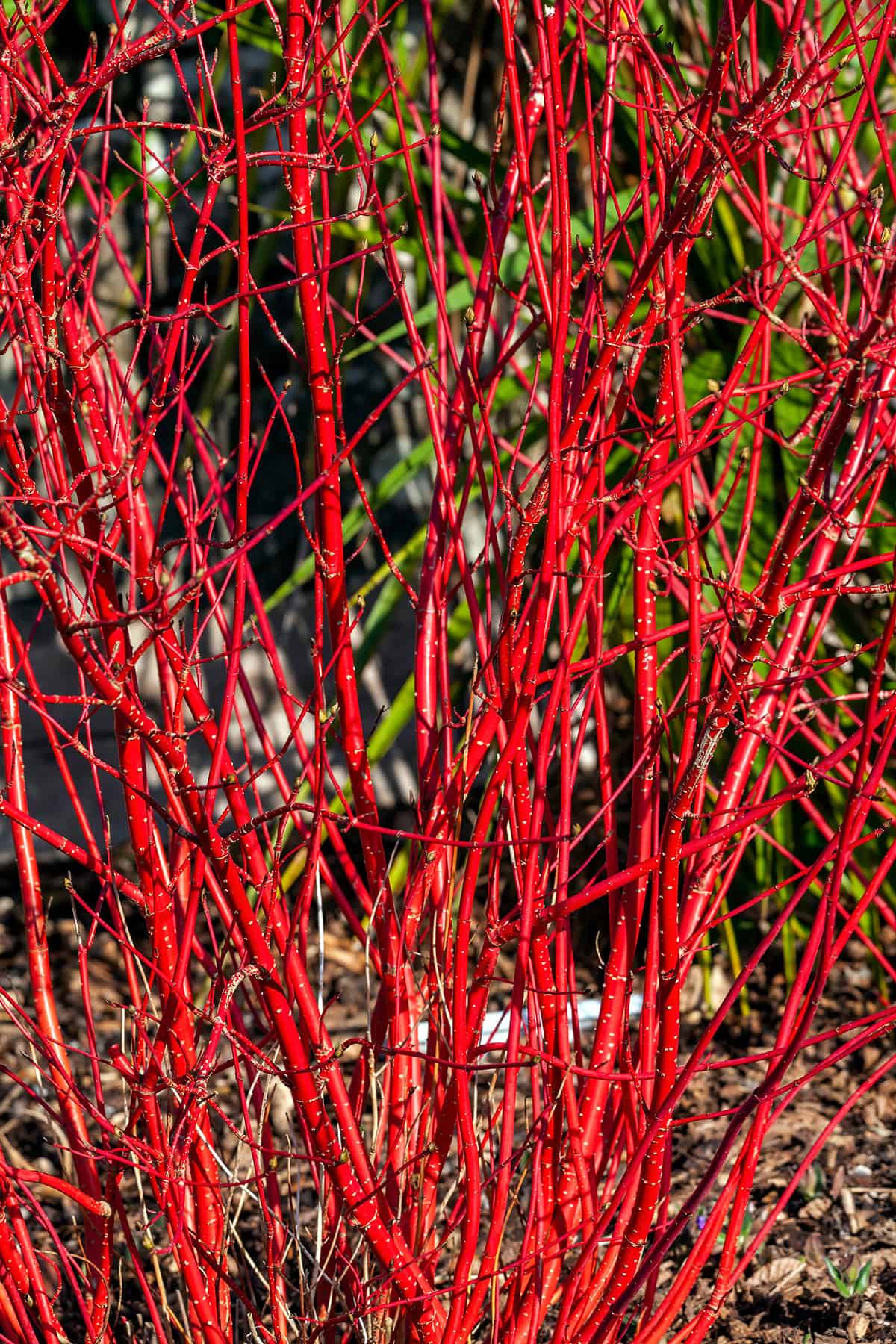 Light Red Twig Dogwood