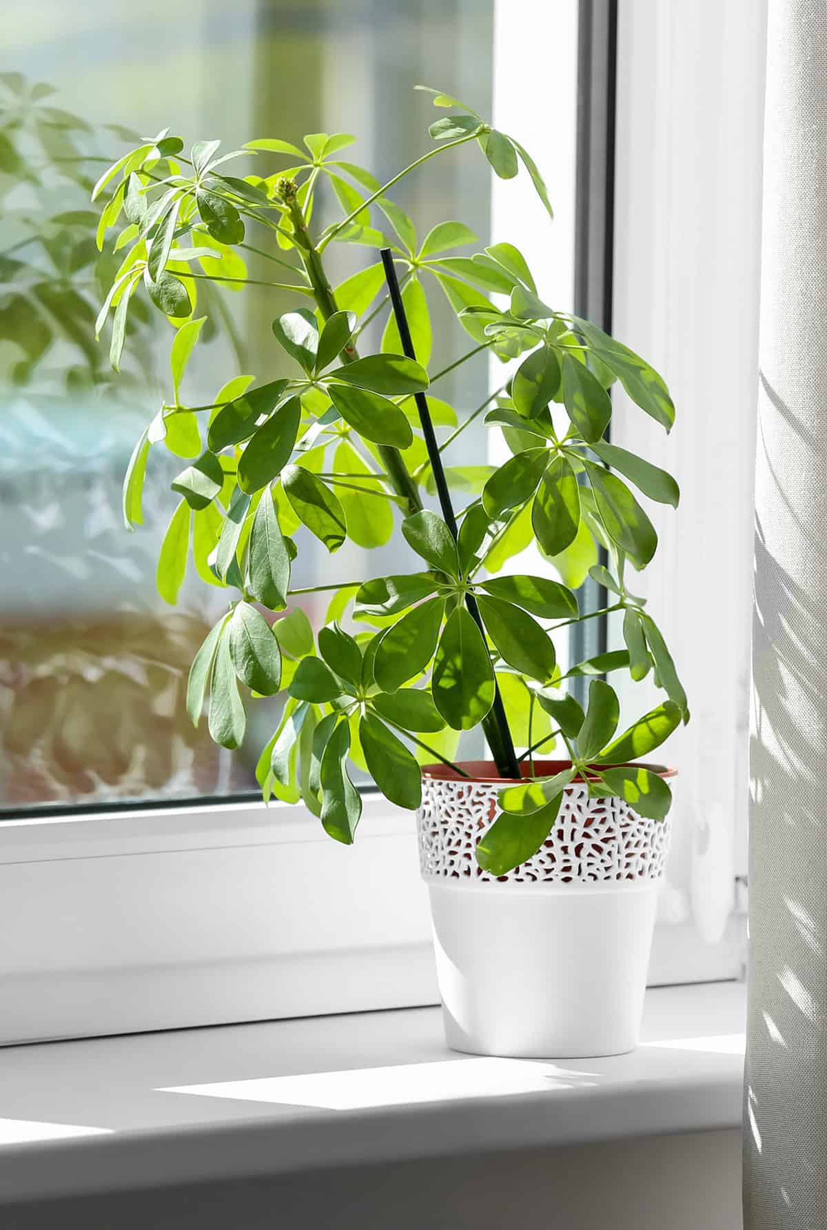 Light Schefflera