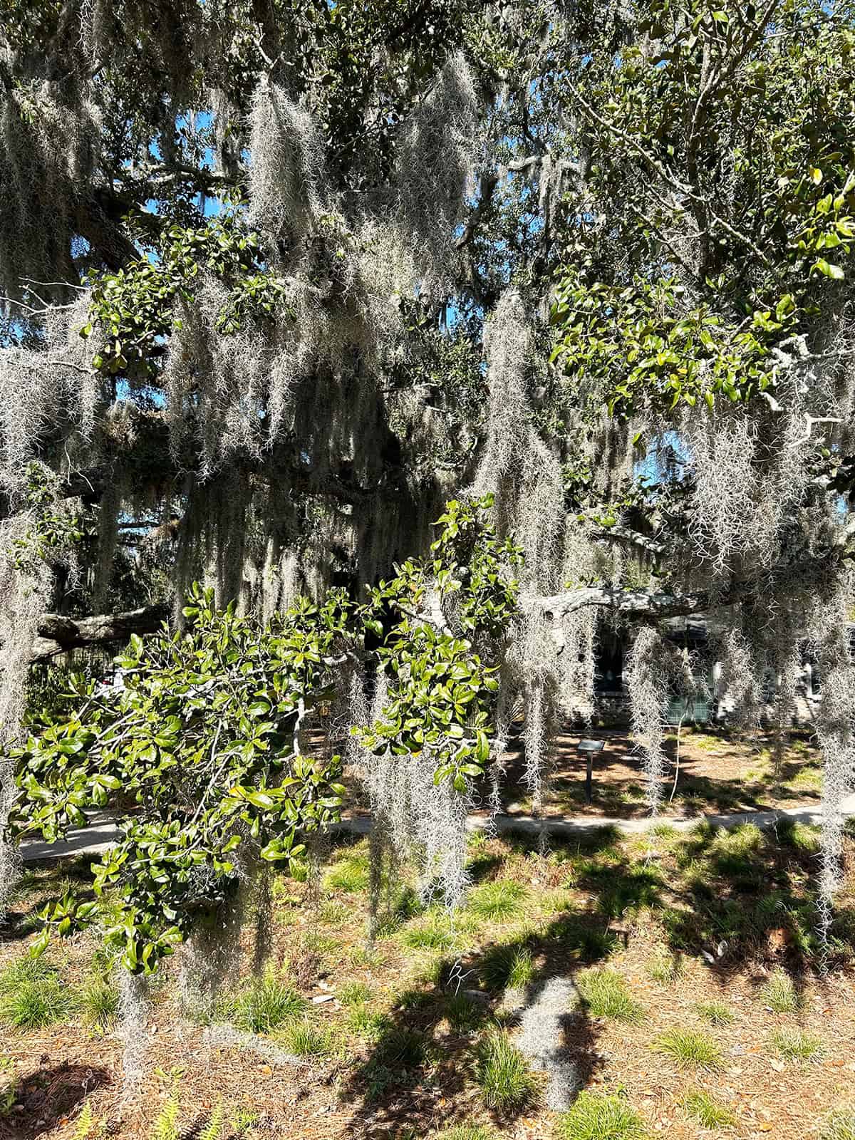 Live Oak (Quercus virginiana)