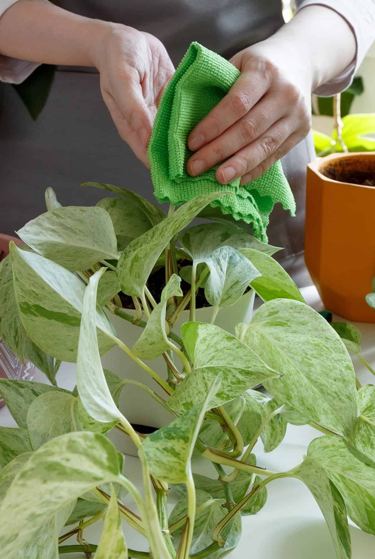 Long Term Care Tips for Healthy Pothos