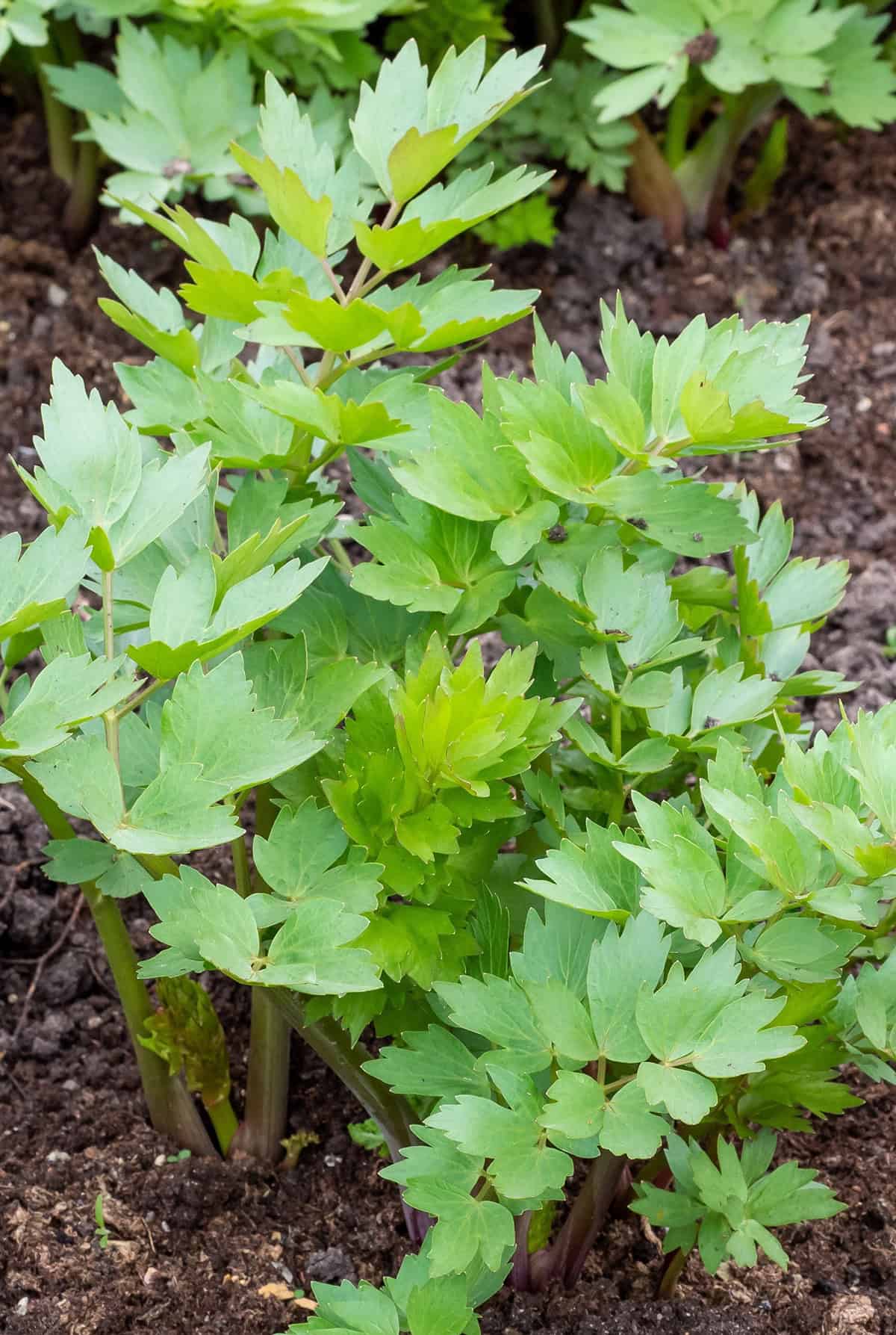 Lovage