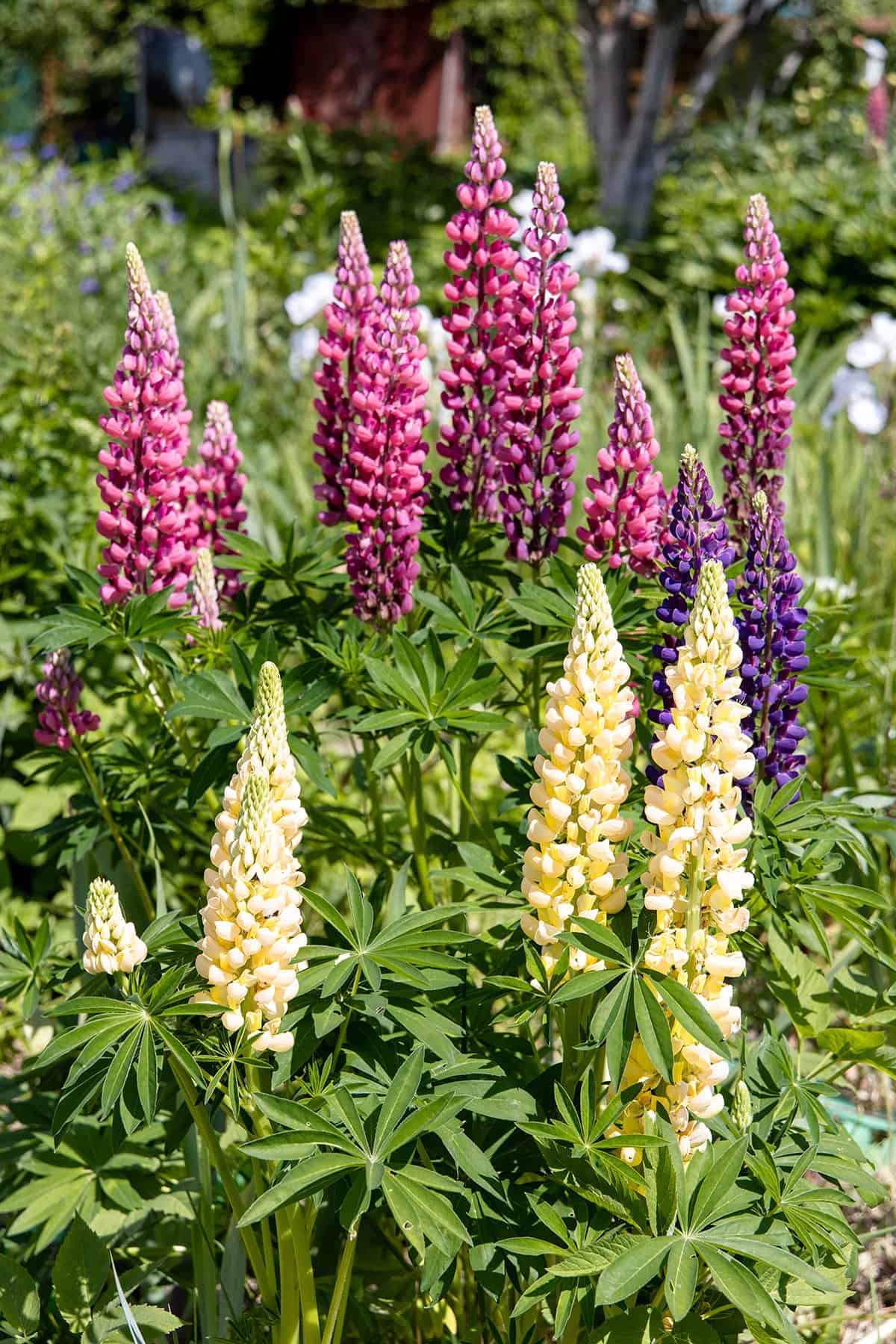 Lupines