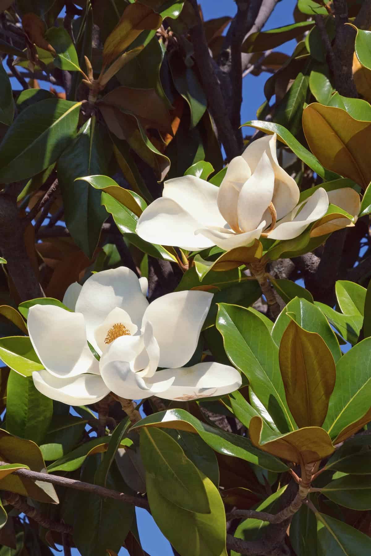 Magnolia grandiflora