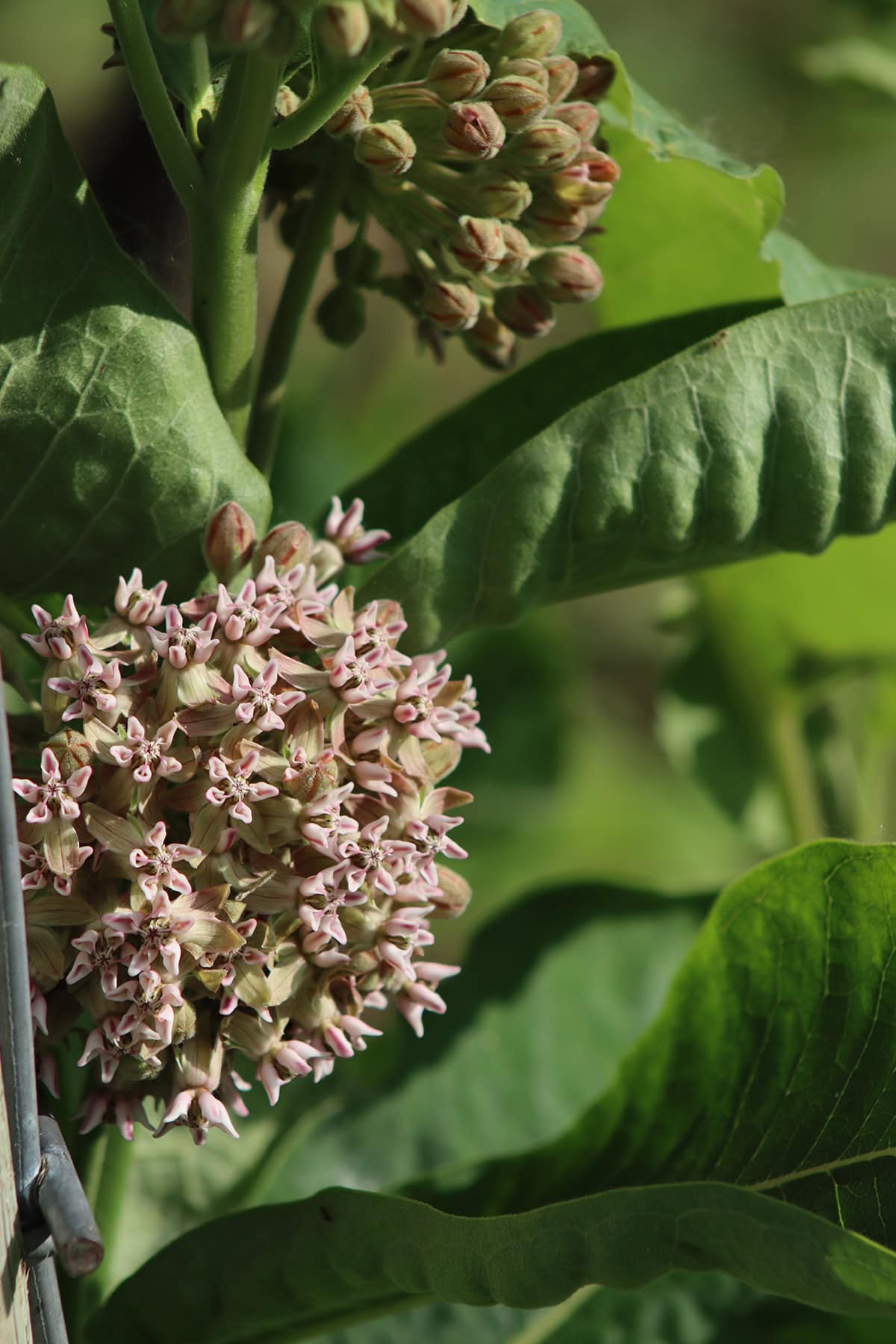 Milkweed