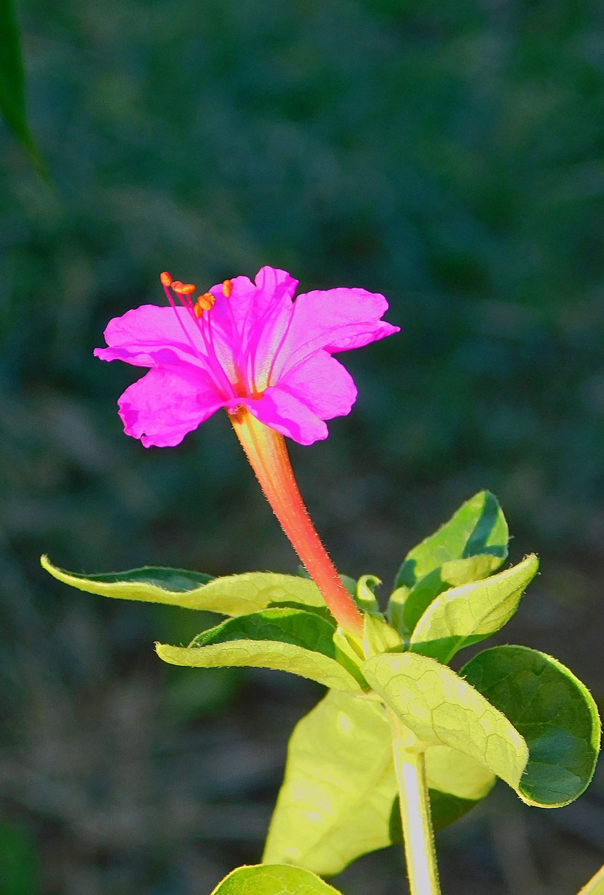 Mirabilis jalapa ‘Pink’