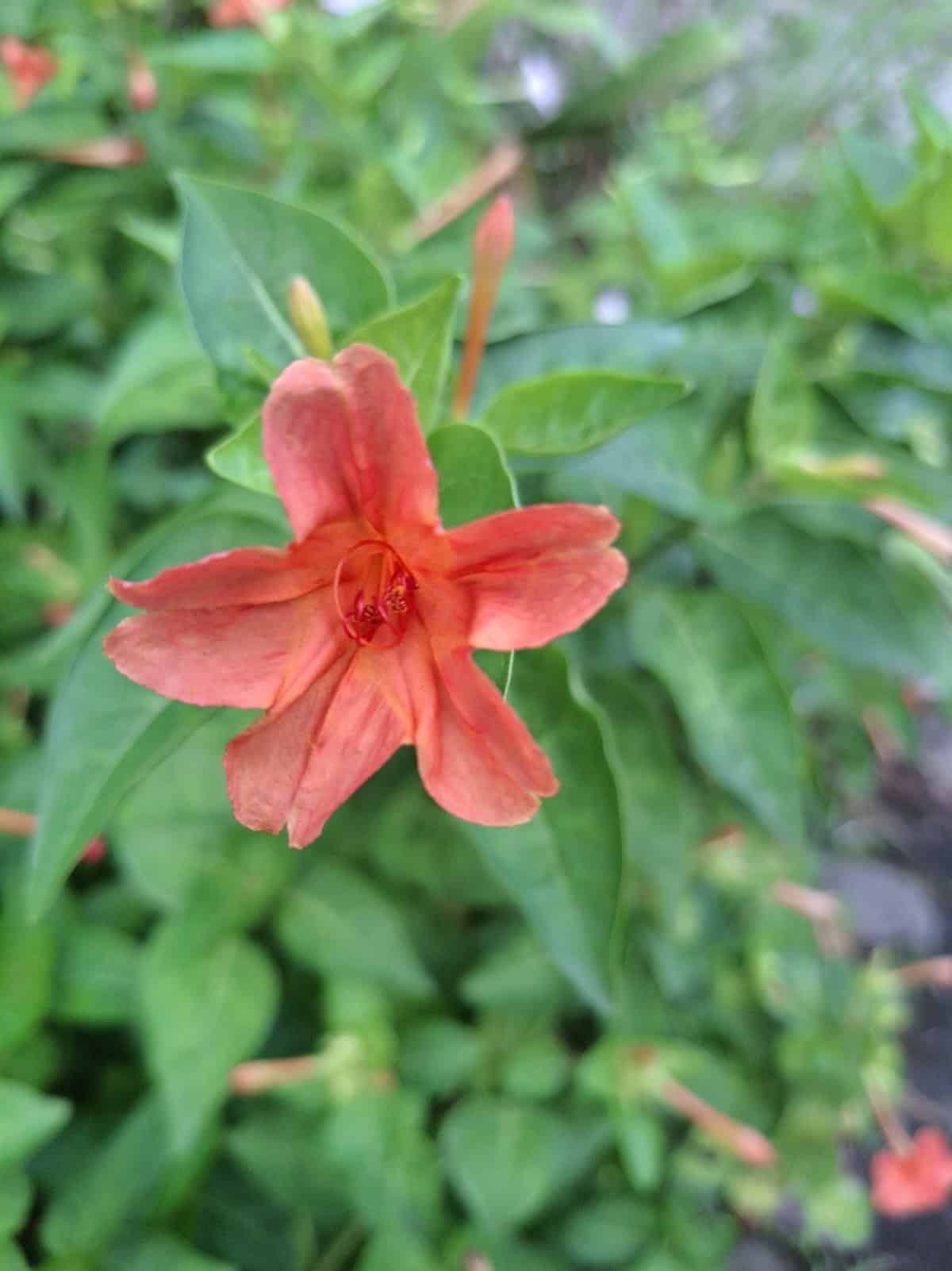 Mirabilis jalapa ‘Red’