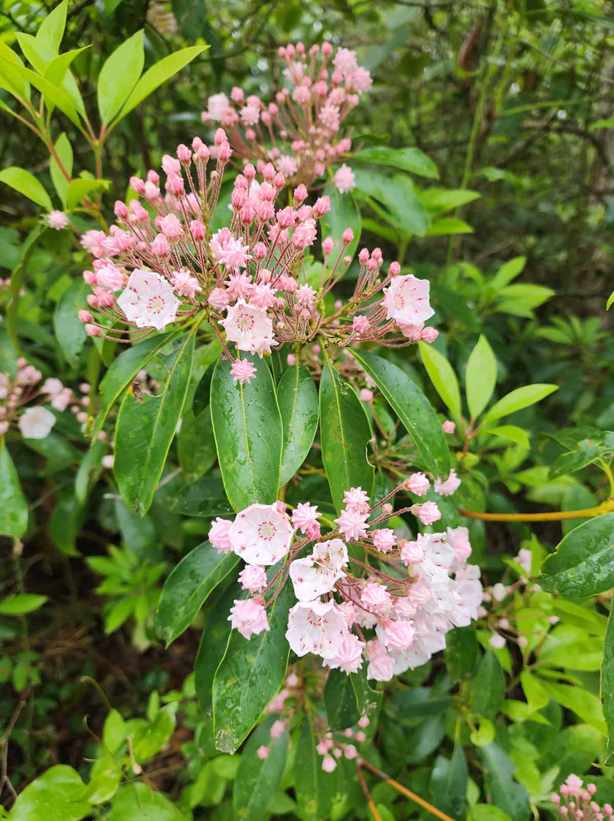Mountain Laurel (Kalmia latifolia)