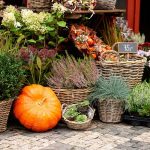 October Flowers