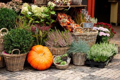 October Flowers