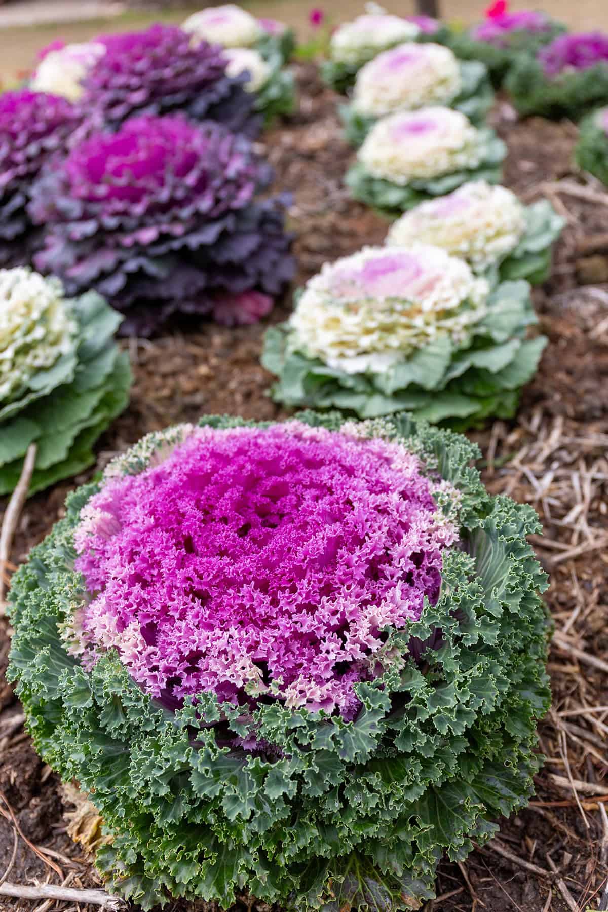 Ornamental Cabbage