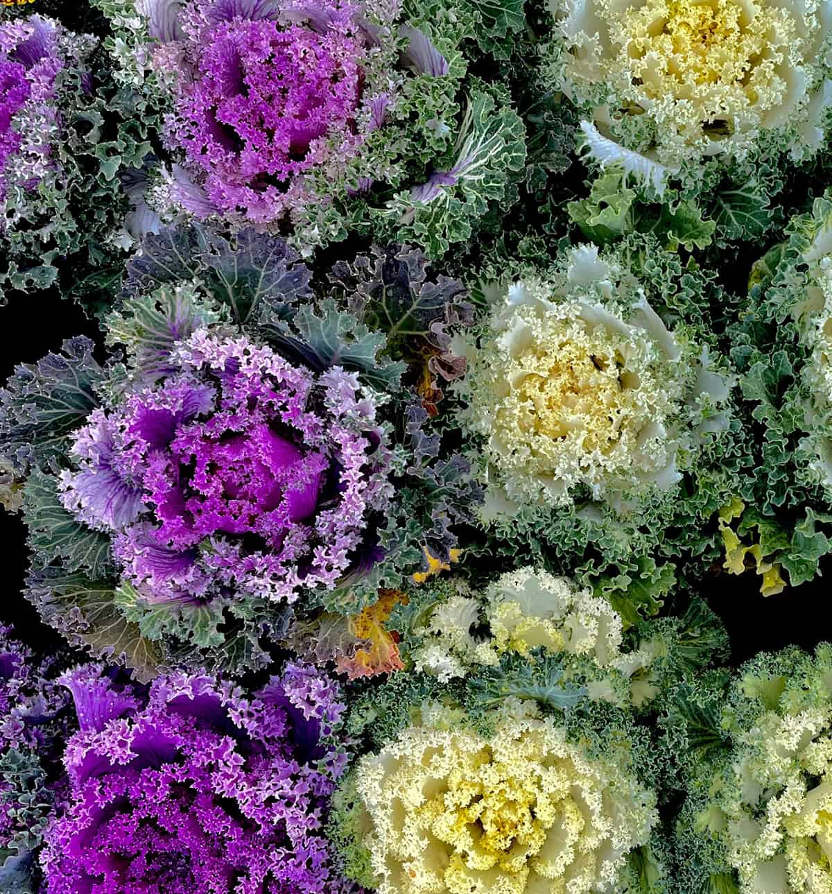 Ornamental Kale