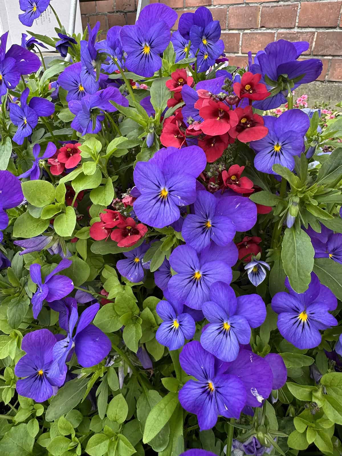 Pansies