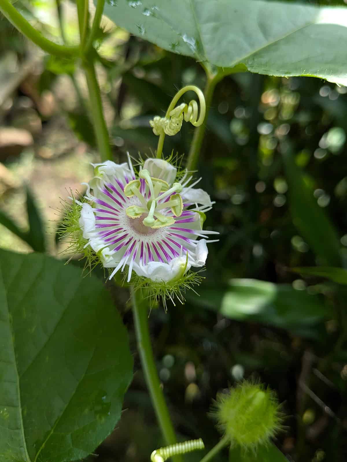 Passionflower (Passiflora spp., Twining Tendrils)