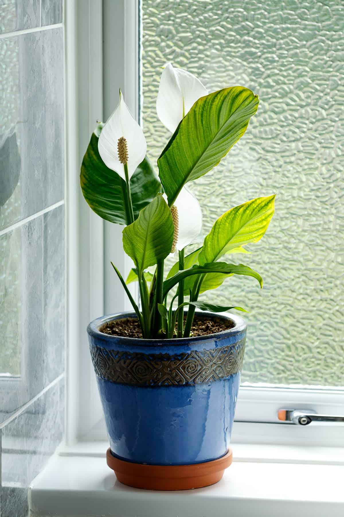 Peace Lily (Spathiphyllum spp.)