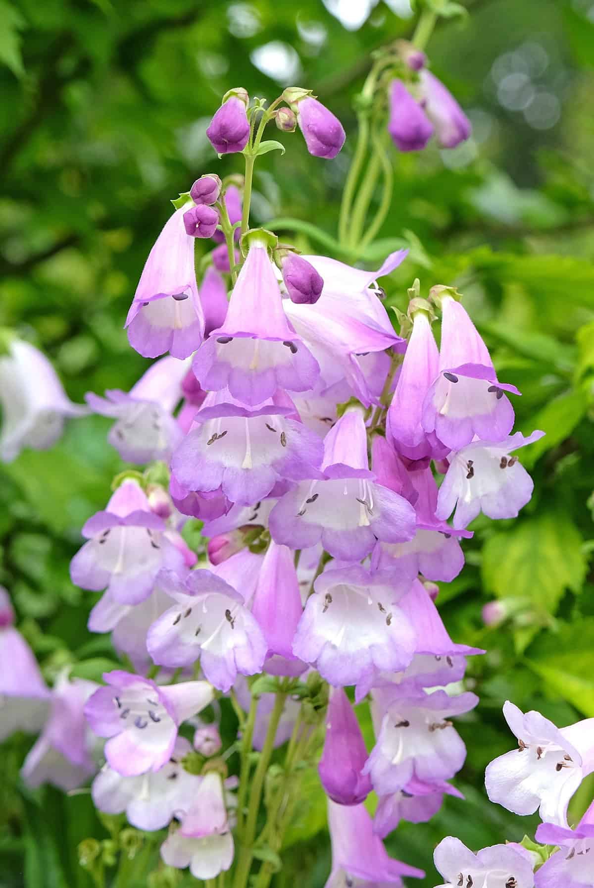Penstemon