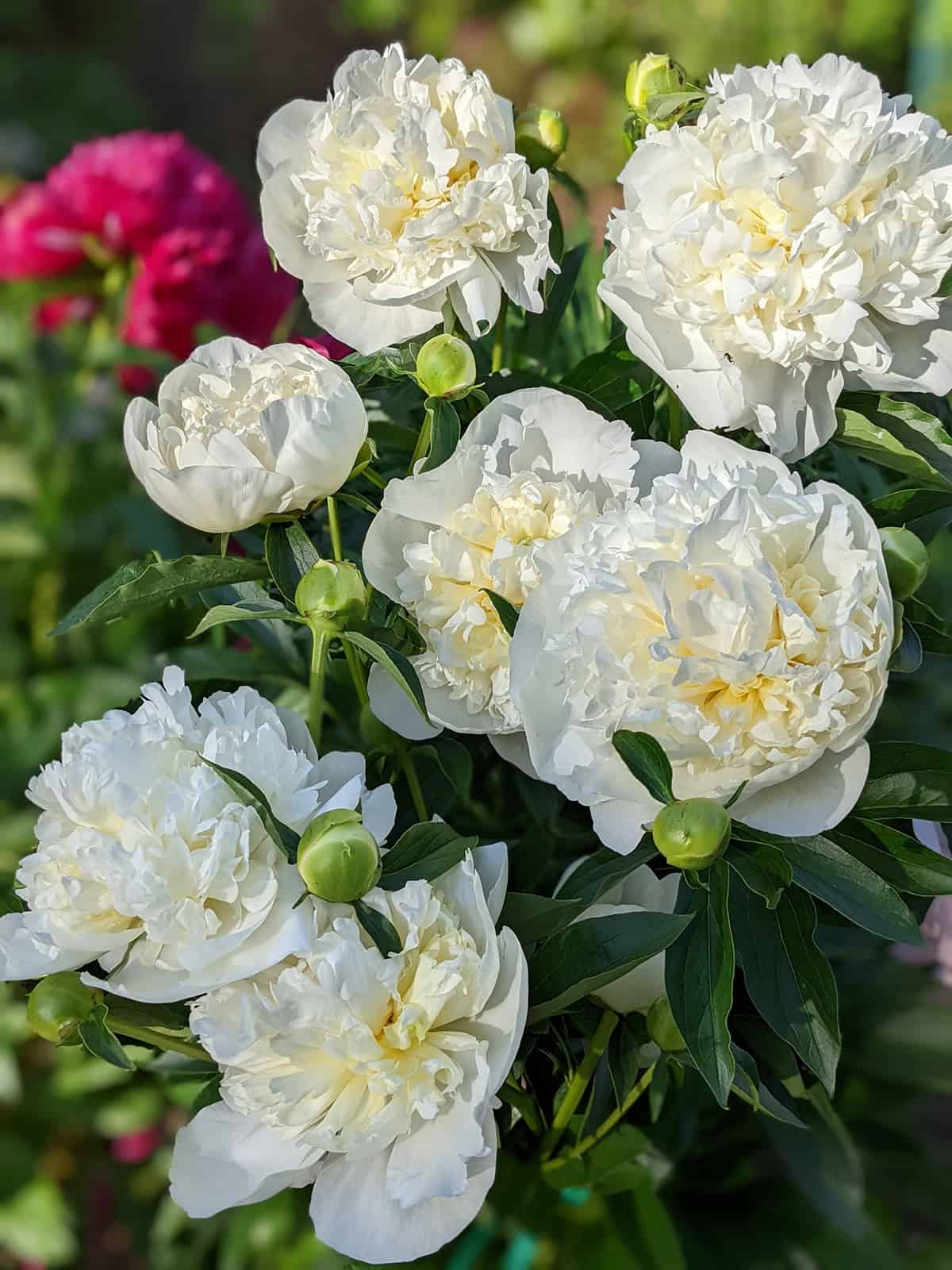 Peony