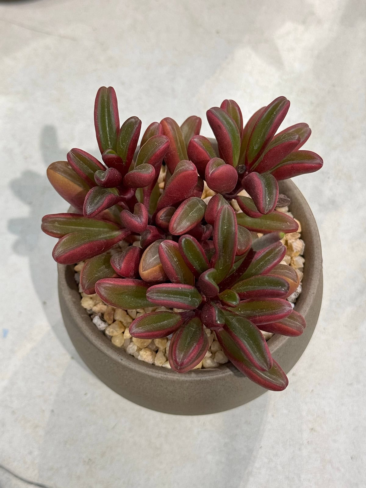 Peperomia graveolens (Ruby Glow)