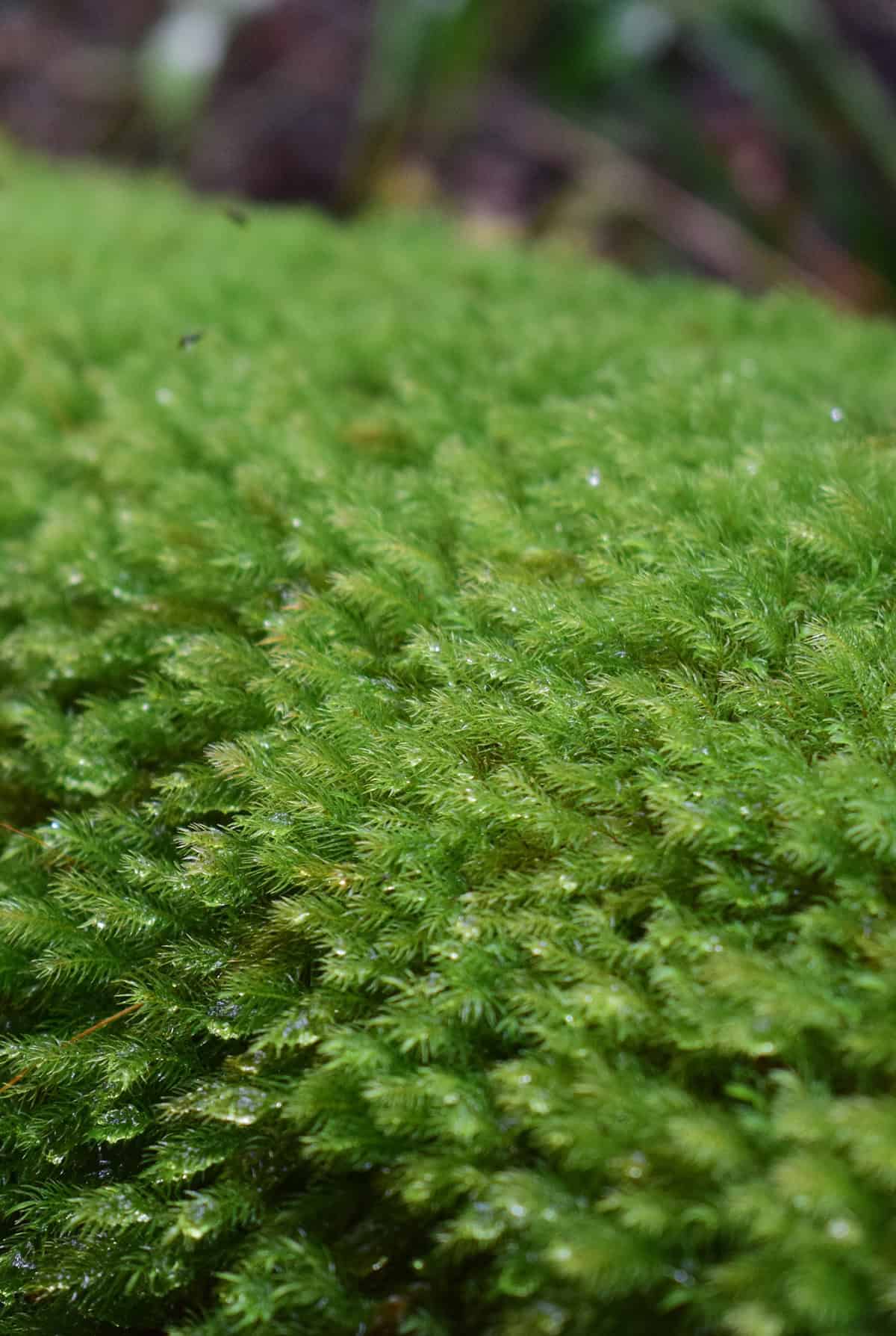 Pincushion Moss (Dicranoweisia cirrata)
