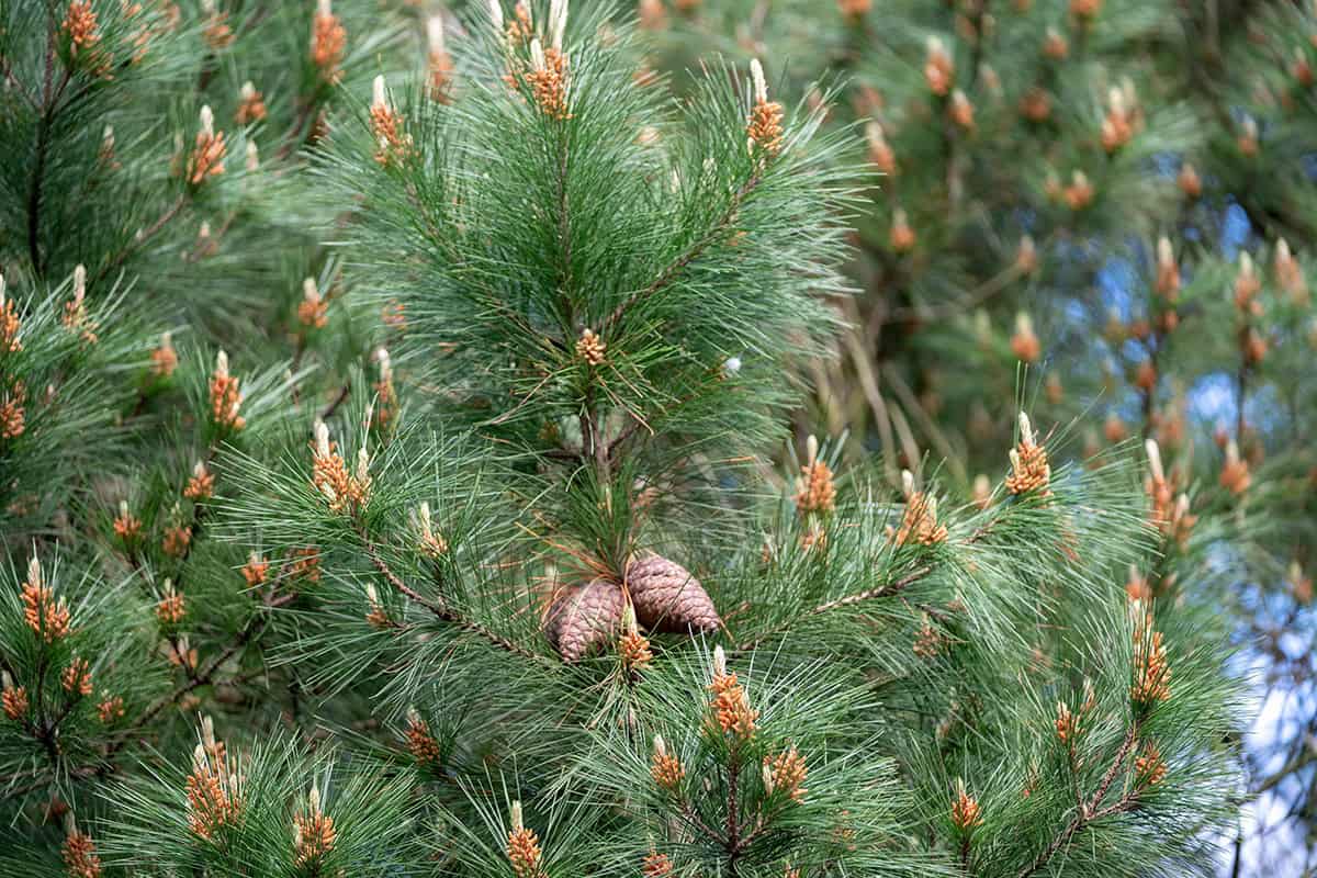 Pine (Pinus spp.)