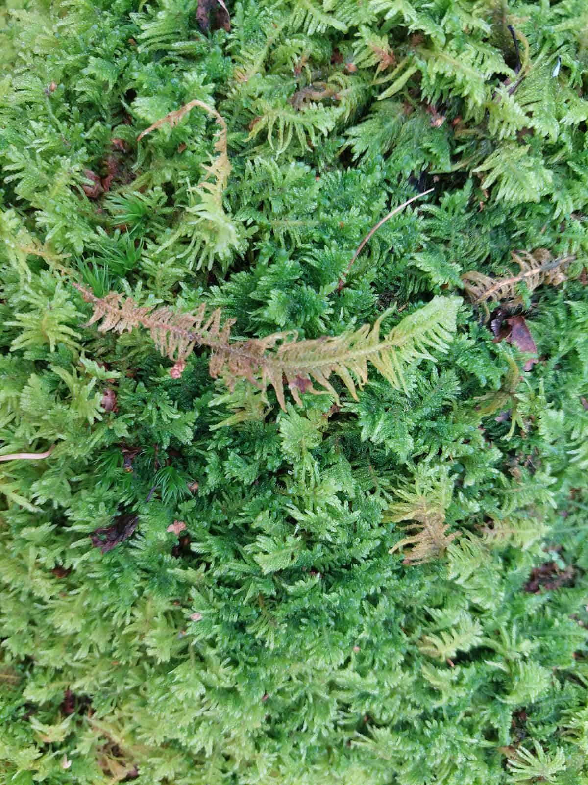 Plume Moss (Ptilium crista castrensis)