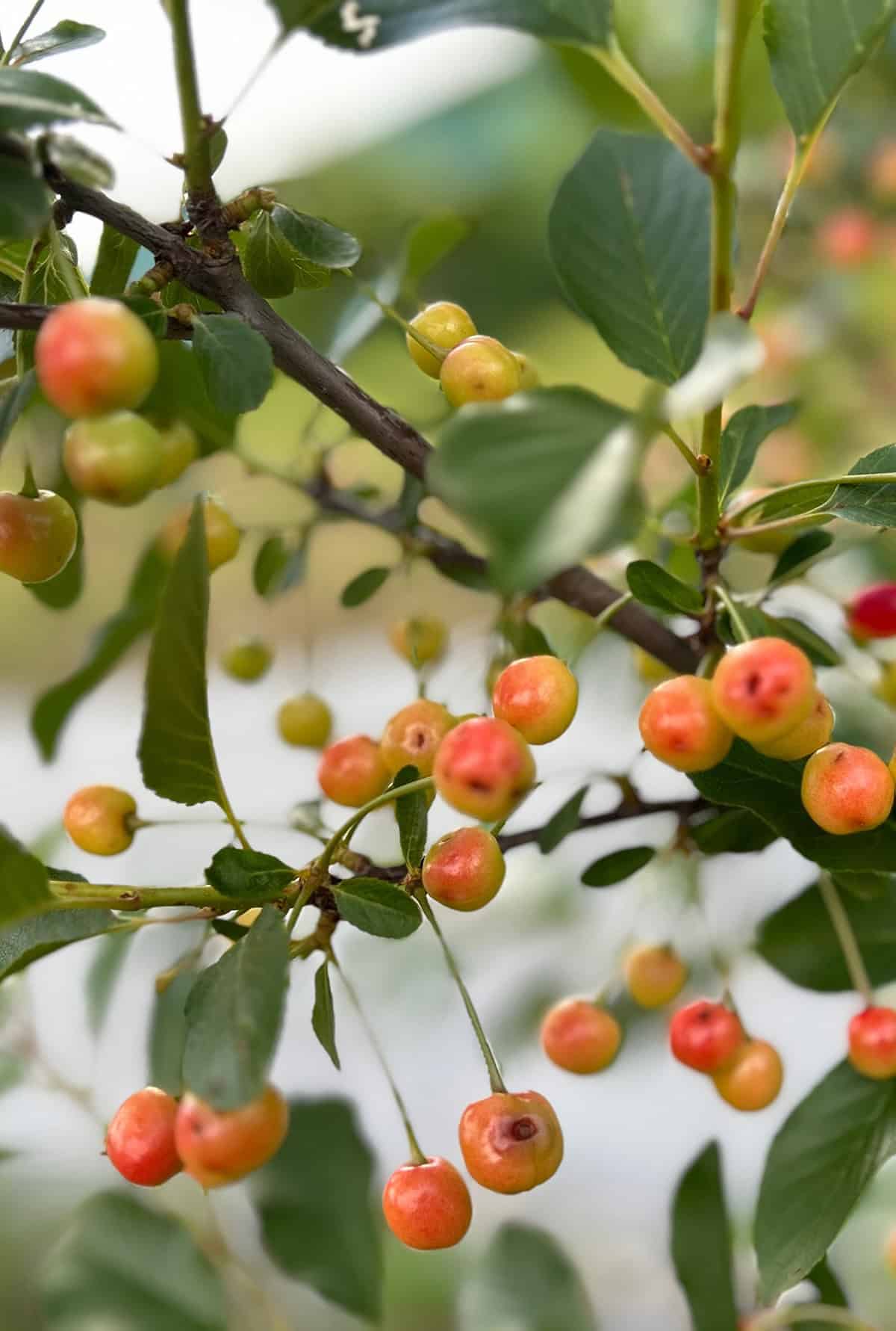 Pollination and Fruit Production
