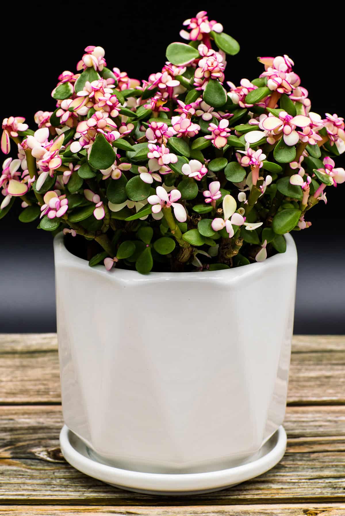 Portulacaria afra (Elephant Bush)