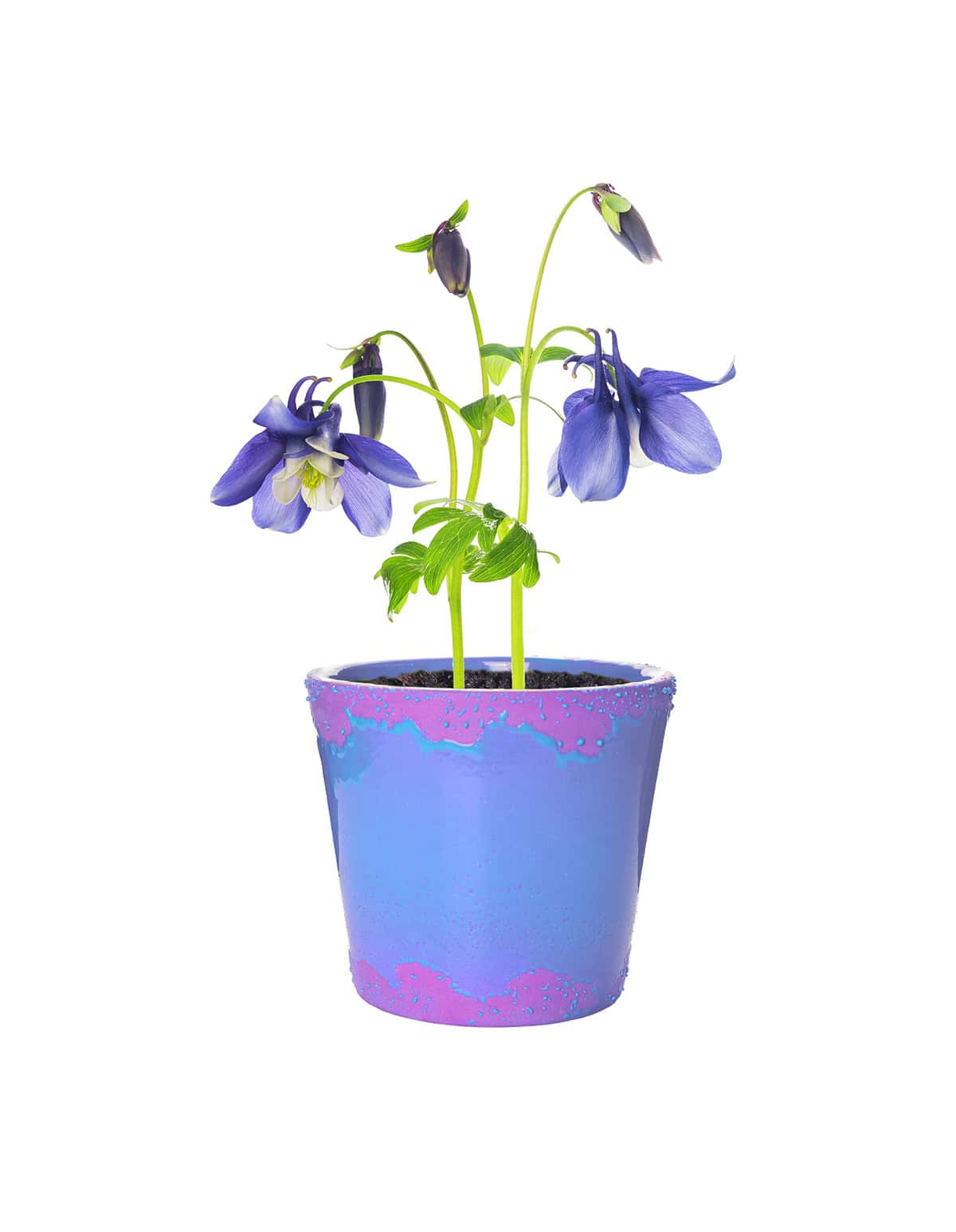 Pot and Repot Columbine Flowers