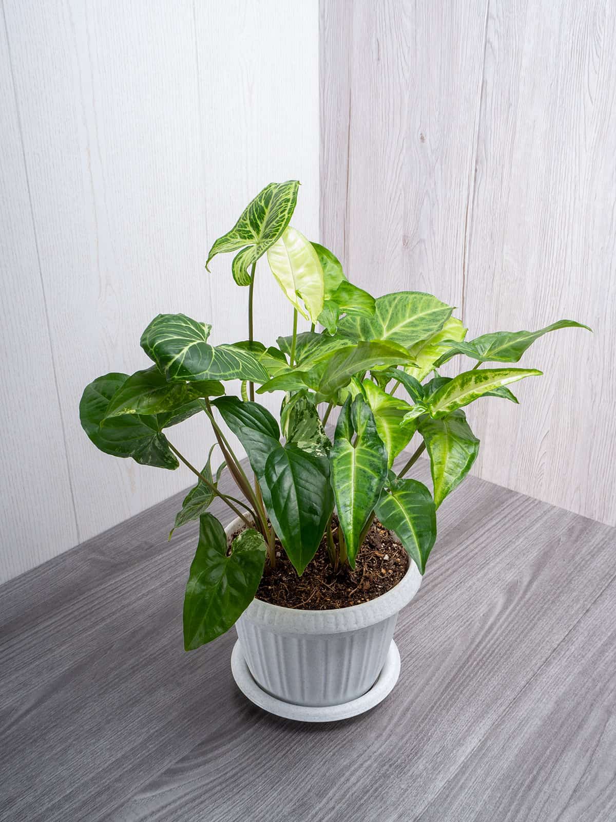 Potting And Repotting Arrowhead Plant