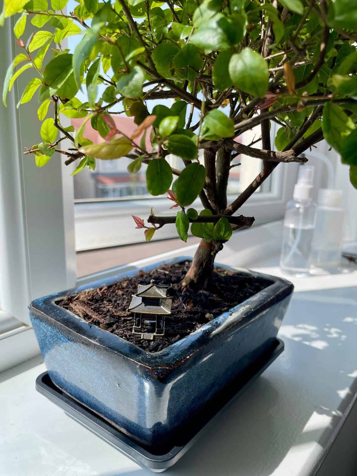 How to Grow and Care For Plum Trees - Plantglossary