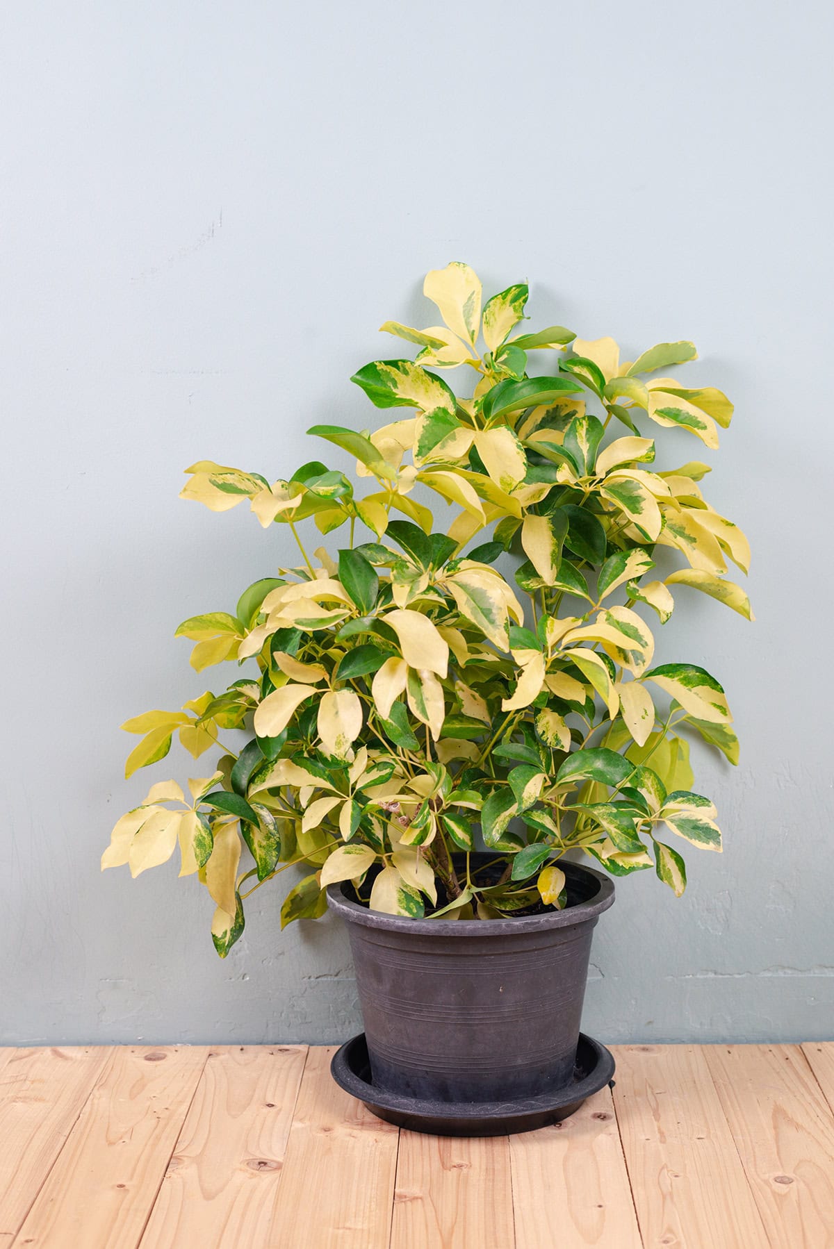 Potting And Repotting Schefflera