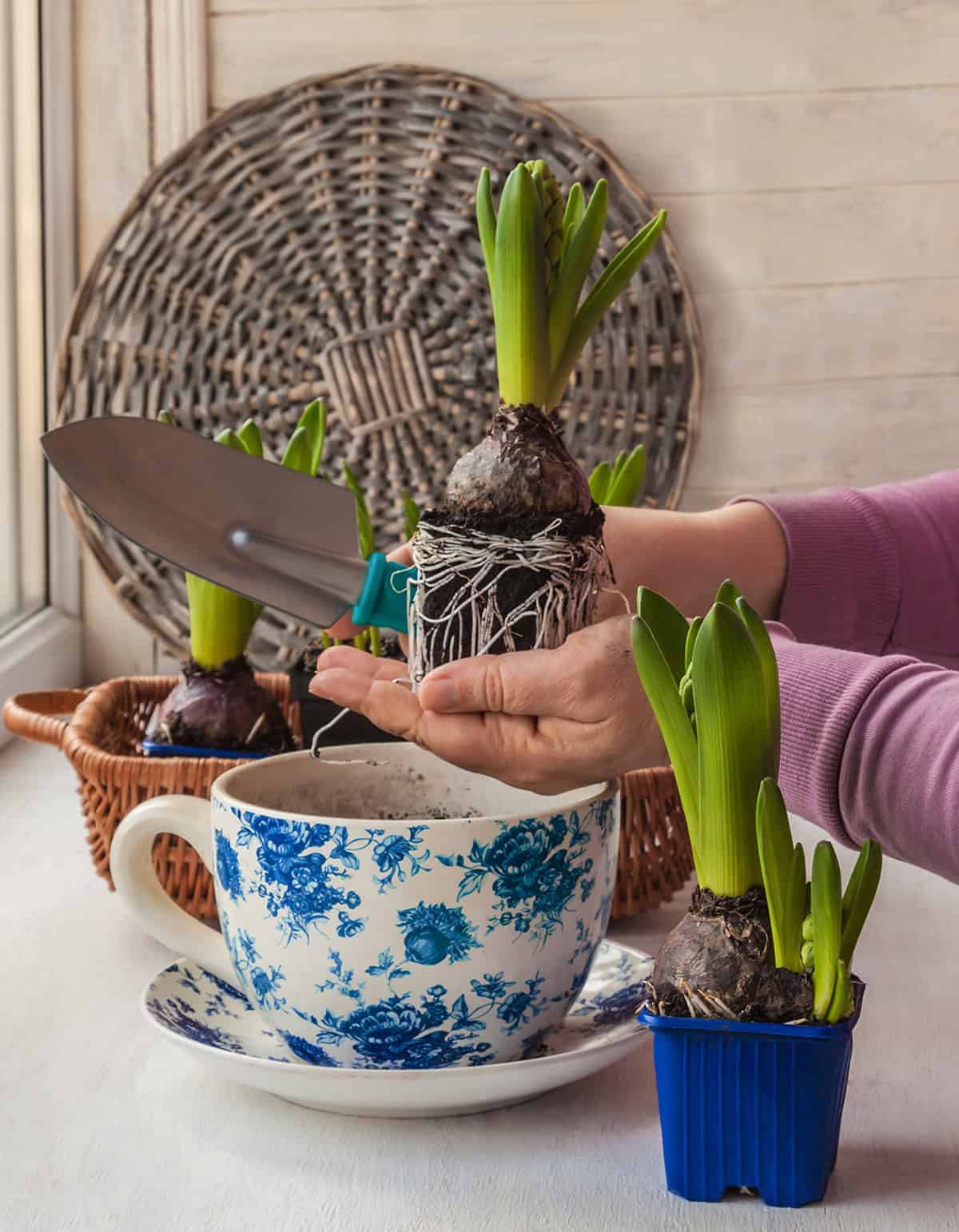 Potting And Repotting