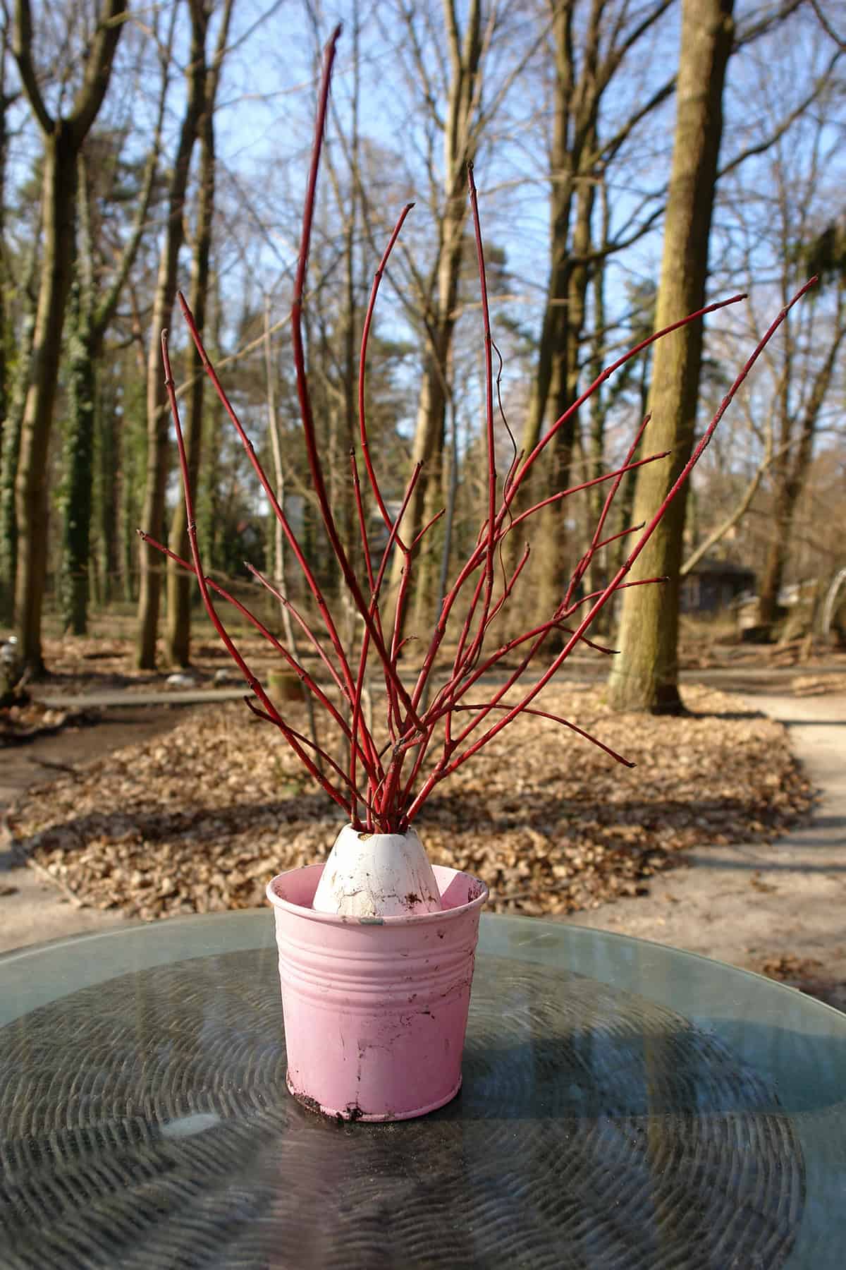 Potting and repot Red Twig Dogwood