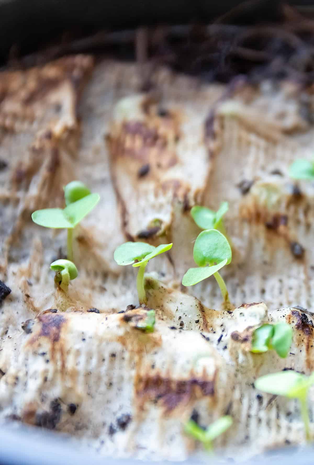Prevent Transplant Shock In Seedlings