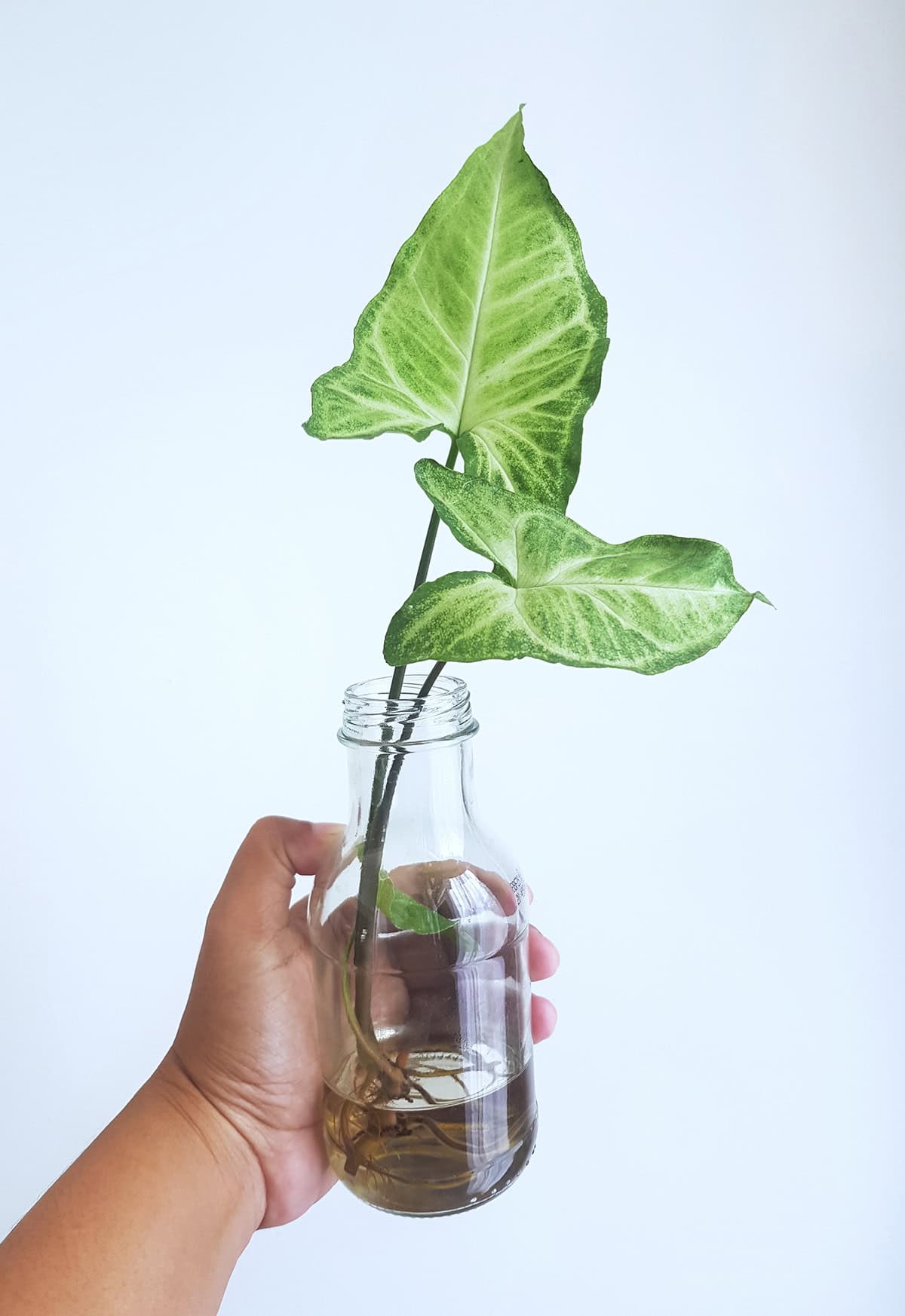 Propagation Arrowhead Plant