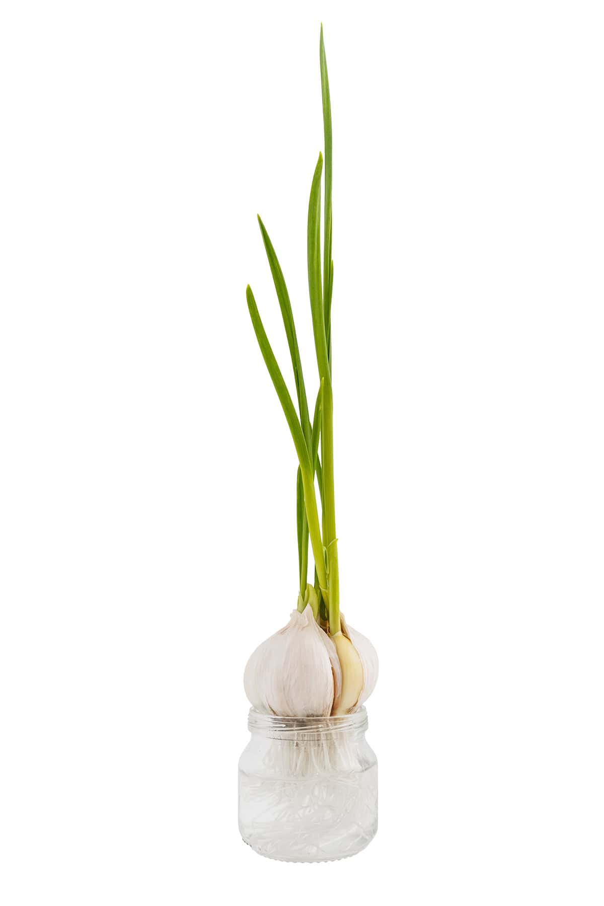 Propagation From Bulbils